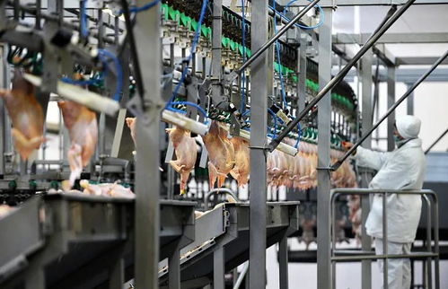 万华助力泰森食品 以专业设计，筑就世界级肉类加工新标杆